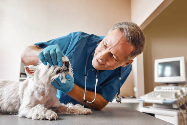 Best Emergency Dental Care for Broken or Chipped Teeth in Abbeville, AL